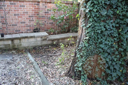 Tree Root Damage